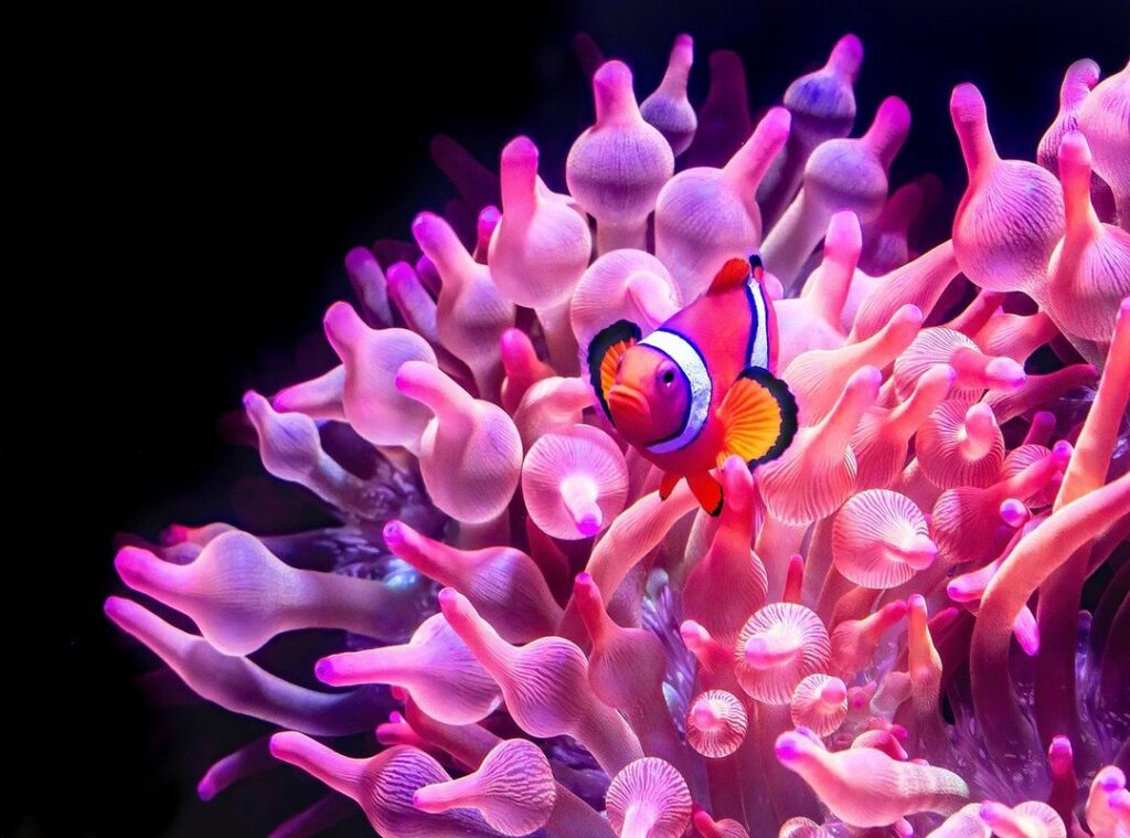 quieres agua foto payaso
